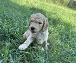 Puppy 8 Goldendoodle