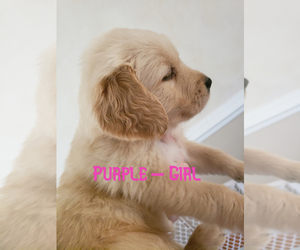 Golden Retriever Puppy for sale in SUFFOLK, VA, USA