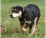 Small Photo #4 Australian Shepherd-Unknown Mix Puppy For Sale in Mechanicsburg, PA, USA