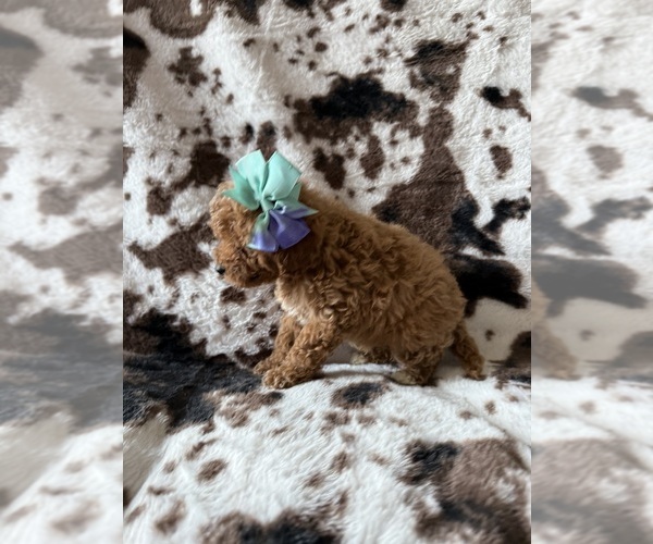 Medium Photo #4 Cavapoo (Miniature) Puppy For Sale in MUNFORDVILLE, KY, USA