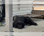 Small #3 Great Pyrenees Mix