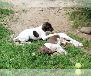 German Shorthaired Pointer Puppy for sale in HASTINGS, MI, USA