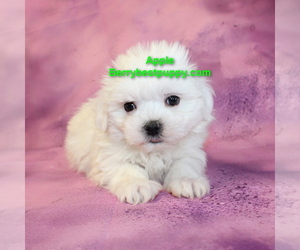 Maltese Puppy for sale in JUNIPER HILLS, CA, USA