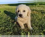 Small Photo #9 English Cream Golden Retriever Puppy For Sale in WOOSTER, OH, USA