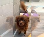 Small #4 Chihuahua