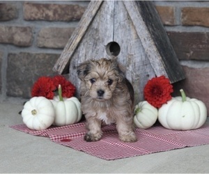 YorkiePoo Puppy for sale in MILLERSBURG, OH, USA