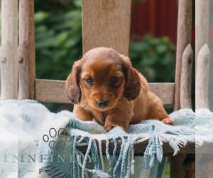 Dachshund Puppy for sale in EAST EARL, PA, USA