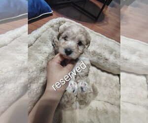 Medium Maltipoo (Toy)