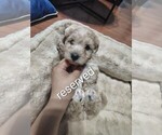 Puppy Red collar Maltipoo (Toy)