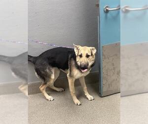 German Shepherd Dog-Unknown Mix Dogs for adoption in Las Vegas, NV, USA
