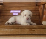 Small Photo #101 Labrador Retriever Puppy For Sale in EDGEWOOD, TX, USA