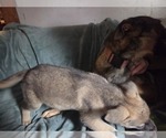 Small #6 Australian Shepherd-German Shepherd Dog Mix