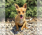 Small #2 Chihuahua