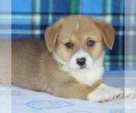 Small Photo #3 Pembroke Welsh Corgi Puppy For Sale in DANVILLE, PA, USA