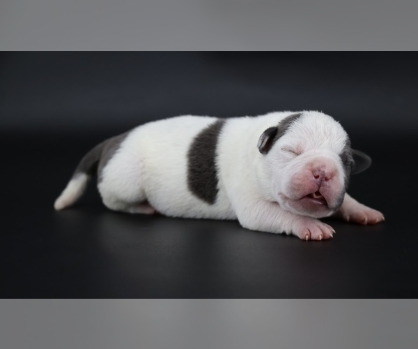 Medium Photo #1 American Bully Puppy For Sale in CHAMPAIGN, IL, USA