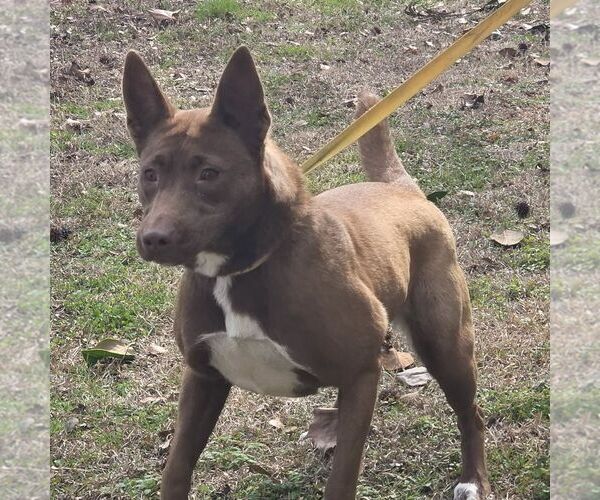 Medium Photo #1 Mutt Puppy For Sale in Yardley, PA, USA