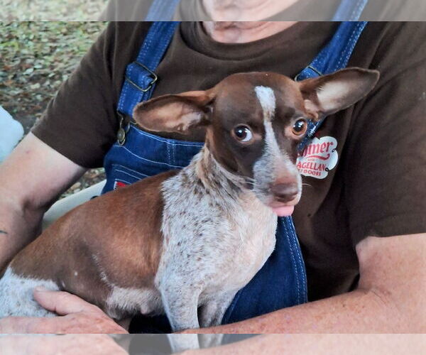 Medium Photo #2 Chiweenie Puppy For Sale in Missouri City, TX, USA