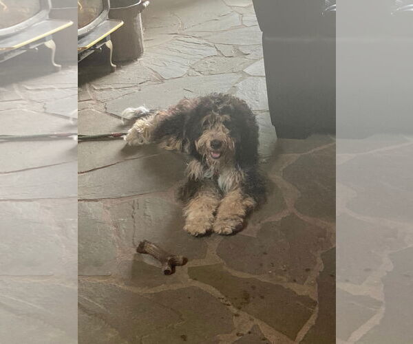 Medium Photo #7 Bernedoodle Puppy For Sale in St. Louis Park, MN, USA