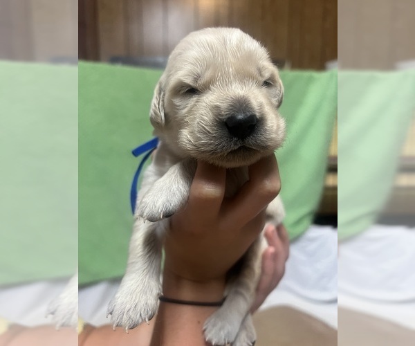 Medium Photo #11 Golden Retriever Puppy For Sale in BOILING SPGS, SC, USA
