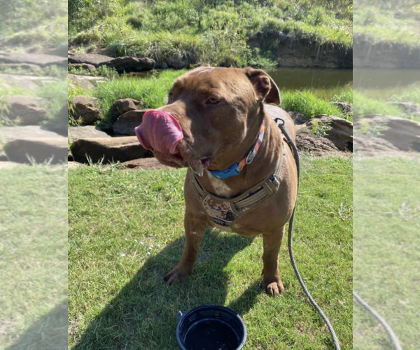 Medium Photo #7 Mastiff-Unknown Mix Puppy For Sale in Euless, TX, USA