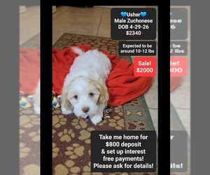 Havanese-Zuchon Mix Puppy for sale in TUCSON, AZ, USA
