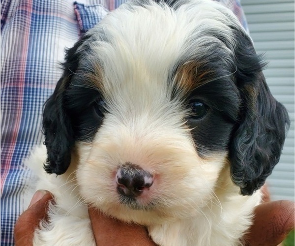Medium Photo #14 Bernedoodle (Miniature) Puppy For Sale in LEETONIA, OH, USA