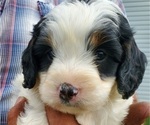 Small #13 Bernedoodle (Miniature)