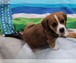 Small Beagle Mix