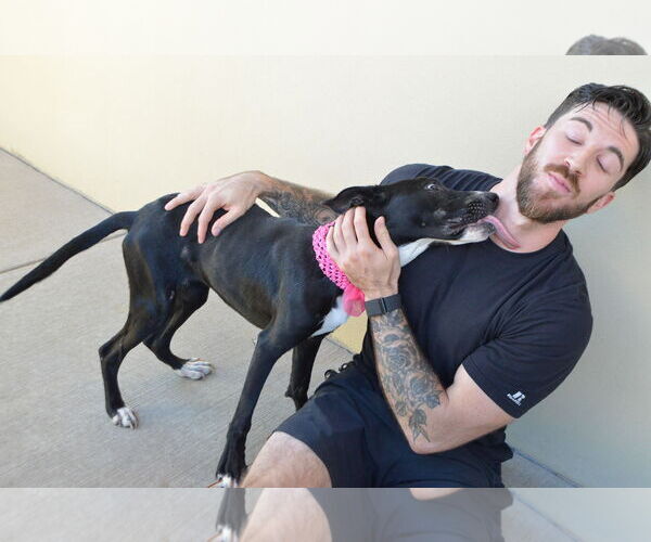 Medium Photo #3 Border Collie-Unknown Mix Puppy For Sale in McKinney, TX, USA