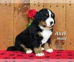 Small Photo #3 Bernese Mountain Dog Puppy For Sale in BRIDGEWATER, VA, USA