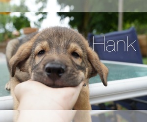 English Shepherd-German Shepherd Dog Mix Puppy for sale in HILLIARD, OH, USA