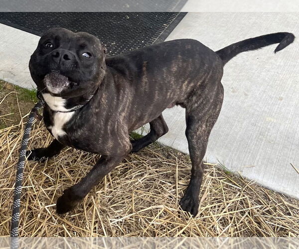 Medium Photo #2 Mutt Puppy For Sale in Tarboro, NC, USA