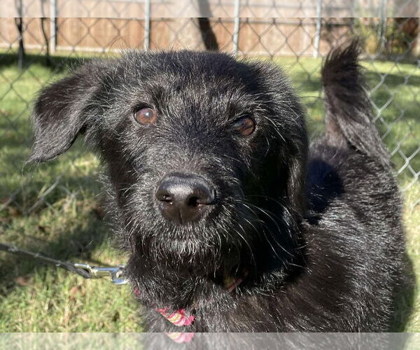 Medium Photo #3 Mutt Puppy For Sale in McKinney, TX, USA