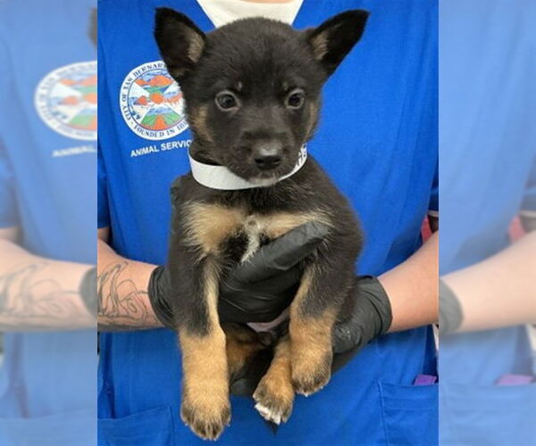 Medium Photo #2 Mutt Puppy For Sale in San Bernardino, CA, USA