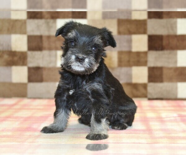 Medium Photo #1 Schnauzer (Miniature) Puppy For Sale in DENVER, PA, USA