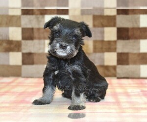 Schnauzer (Miniature) Puppy for sale in DENVER, PA, USA