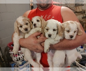 Cocker Spaniel Puppy for sale in KOKOMO, IN, USA