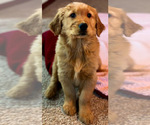 Small Photo #3 Golden Retriever Puppy For Sale in CONCORD, IL, USA
