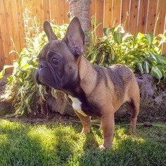 French Bulldog Puppy for sale in BATTLE GROUND, WA, USA