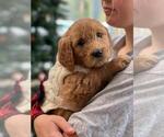Small Photo #3 Goldendoodle Puppy For Sale in SAN DIEGO, CA, USA