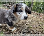 Rowan - Male Aussie-Corgi Puppy for Sale - Small photo