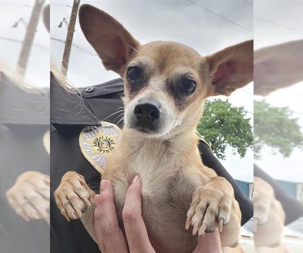 Medium Photo #1 Chihuahua-Unknown Mix Puppy For Sale in San Antonio, TX, USA