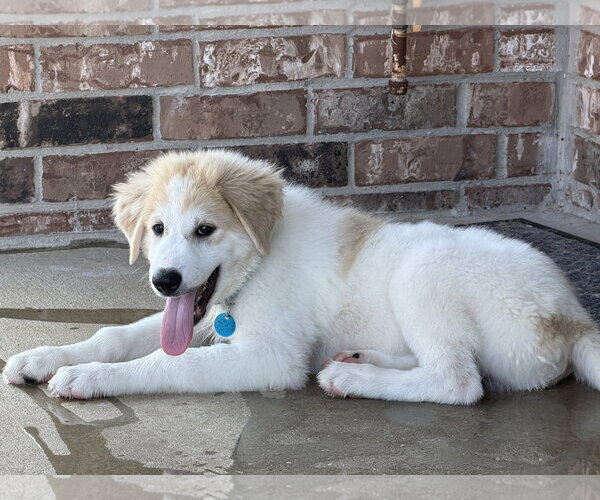 Medium Photo #3 Great Pyrenees-Unknown Mix Puppy For Sale in Dallas, TX, USA