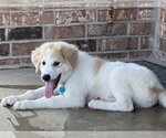 Small #2 Great Pyrenees Mix