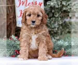Cavapoo Puppy for sale in EAST EARL, PA, USA