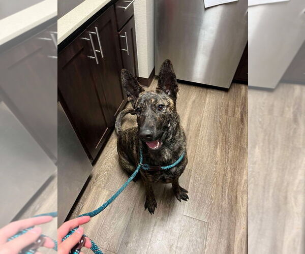 Medium Photo #2 Dutch Shepherd -Unknown Mix Puppy For Sale in Imlay City, MI, USA