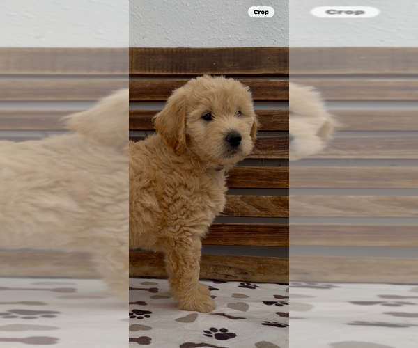 Medium Photo #41 Goldendoodle Puppy For Sale in MERCED, CA, USA