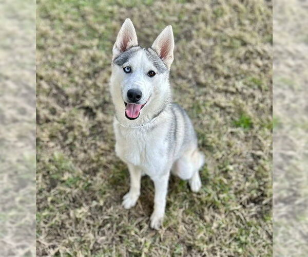 Medium Photo #1 Siberian Husky Puppy For Sale in Riverside, CA, USA