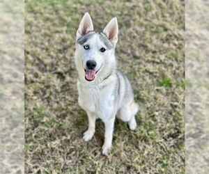 Siberian Husky Dogs for adoption in Riverside, CA, USA