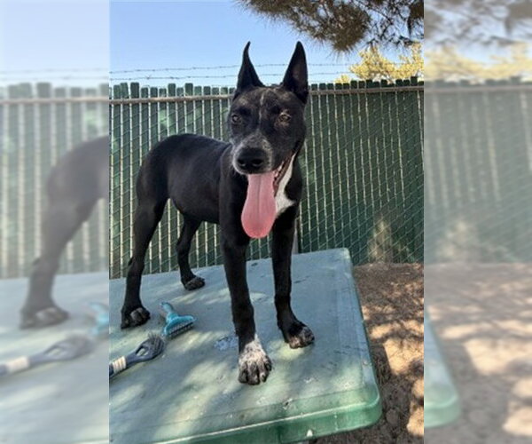 Medium Photo #2 Mutt Puppy For Sale in San Bernardino, CA, USA